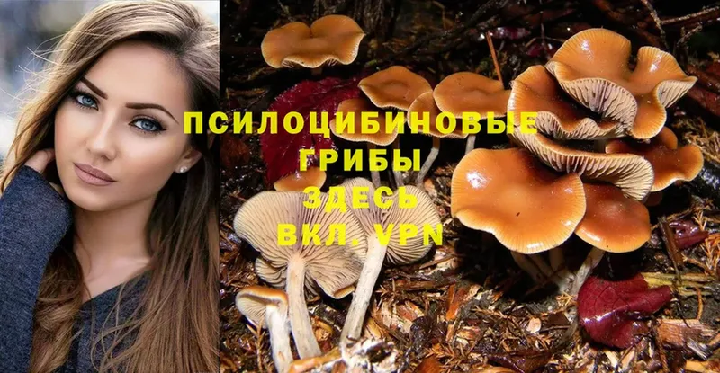 Псилоцибиновые грибы Psilocybe  Лесосибирск 